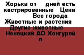   Хорьки от 35 дней есть кастрированные › Цена ­ 2 000 - Все города Животные и растения » Другие животные   . Ненецкий АО,Хонгурей п.